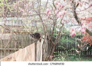 Raccoon Caught Wondering In Backyard