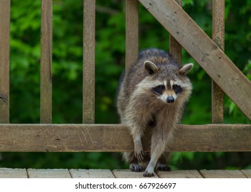Raccoon Climbing Up On Wooden, Backyard Deck.