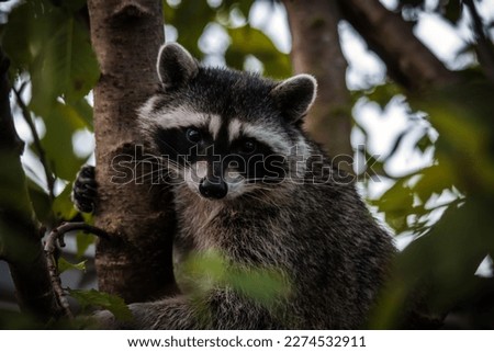raccoon climbing a tree looking forward