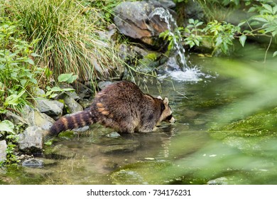 Raccoon In A Creek