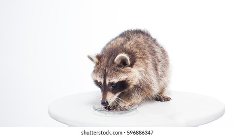 Raccoon Dressed Sailors Vest Cute Fluffy Stock Photo 618054968 ...