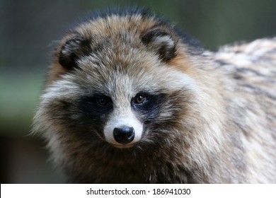 Raccoon Dog