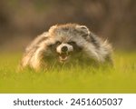 Raccoon dog common Nyctereutes procyonoides meadow Chinese Asian field closeup cute darling invasive species in Europe, evening sunset summer looking, beast fur eyes problem for biodiversity, Europe