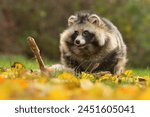 Raccoon dog common Nyctereutes procyonoides eats flesh of dead European hare Lepus europaeus meadow Chinese Asian field closeup cute darling invasive species in Europe, Europe