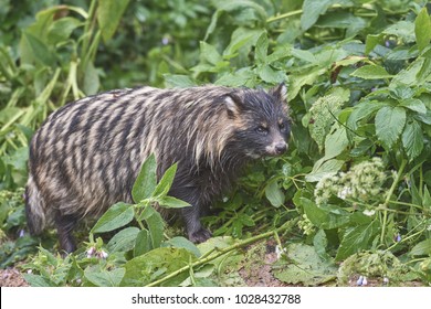 Raccoon Dog [Nyctereutes Procyonoides]