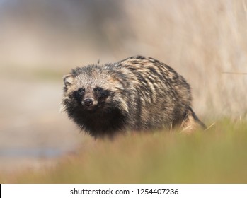 Raccoon Dog (Nyctereutes Procyonoides)