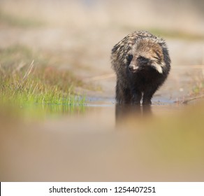 Raccoon Dog (Nyctereutes Procyonoides)