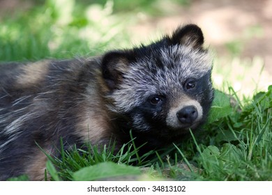 Raccoon Dog [Nyctereutes Procyonoides]