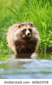 Raccoon Dog Nyctereutes Procyonoides