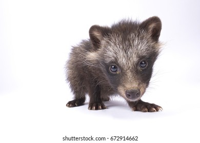 Raccoon Dog, Nyctereutes Procyonoides