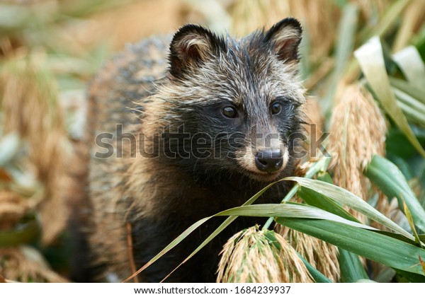 Raccoon\
Dog (Nyctereutes procyonoides) in Kazakhstan. Cute wild animals in\
natural environmen. Atyrau Region. Kazakhstan.\
