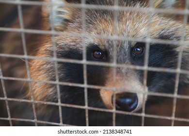 Raccoon dogs in cages, rural China