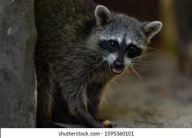 Raccoon Eating, Protecting Food On A Beach At Cozumel, Mexico