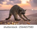 A raccoon eats popcorn at sunset on the pier in the port city of Tampico in Tamaulipas.