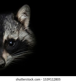 Raccoon Face Close Up On Black. Front View