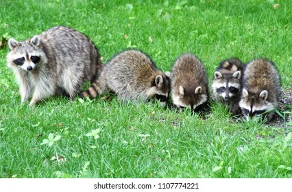 Raccoon Family With Four Kits In A Grassy Area In Minnesota