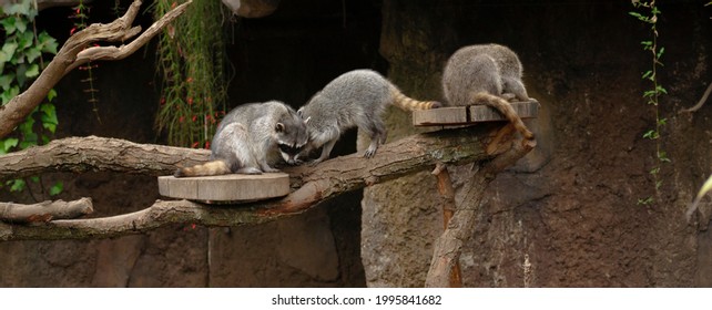 Raccoon Family Resting On Tree Trunk