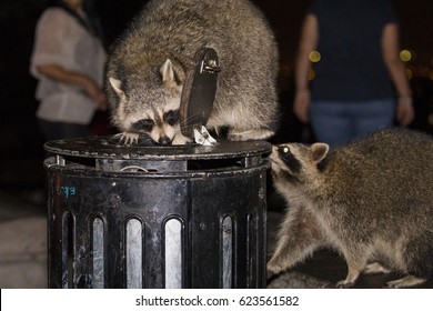 Raccoon Feeding In Garbage