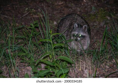 Raccoon, Female Raccoon. Night Shot Of A Mother Looking For Food. The Young Animals Hide Nearby