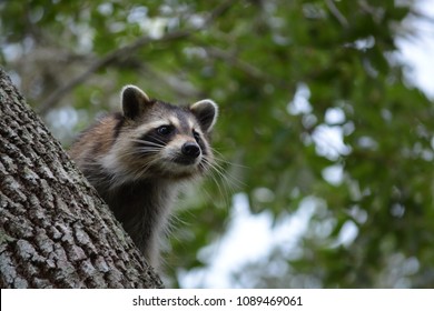 Raccoon Florida Backyard