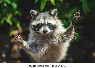 Raccoon In The Forest With Raised Paws