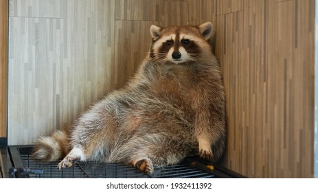 Raccoon, furry fat funny animal with short ears and long tail. medium-sized mammal native to North America.