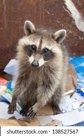 Raccoon In Garbage Bin