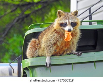 Raccoon in a garbage bin