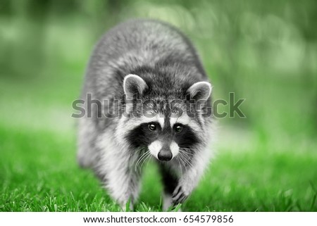 Similar – Die Raccoons Waschbär