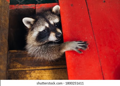 raccoon is a genus of carnivorous mammals of the raccoon family. Funny beast in the park, in a cage. Raccoon in the zoo.
