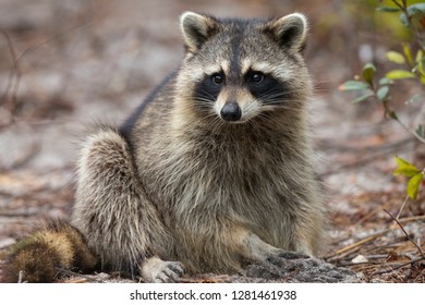 Raccoon Grooming Behavior, Procyon Lotor, Florida, USA