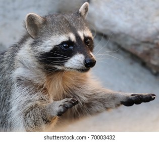 raccoon with hands up