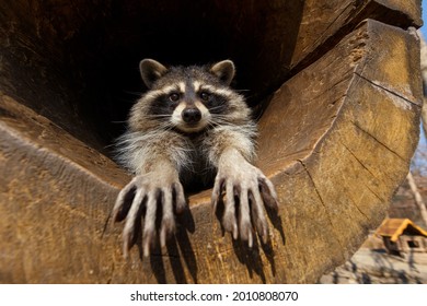 A raccoon in a hollow. The raccoon stretched out its paws in the camera and looks into the camera.