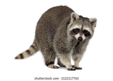Raccoon Isolated On Isolated White Background