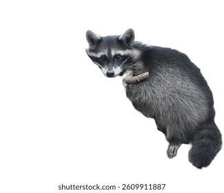 Raccoon Isolated on White Background with Copy Text Space. Playful Wildlife Element for Nature, Urban Wildlife, and Animal-Themed Designs. PNG File