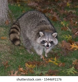 Raccoon Larking In The Backyard
