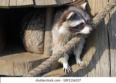 196 Fat raccoon Stock Photos, Images & Photography | Shutterstock