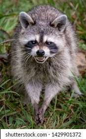 A raccoon looks at the camera and snarls as it finds food on the ground to eat.