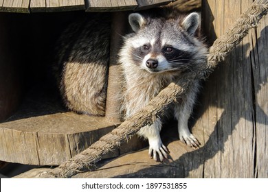 The Raccoon Looks Out From His Wooden Tree House