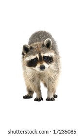 18,176 Raccoon White Background Images, Stock Photos & Vectors ...