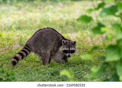 A raccoon making eye contact while foraging in the grass. - Shutterstock ID 2169582533