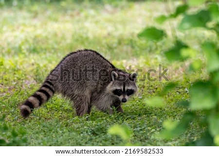 A raccoon making eye contact while foraging in the grass.