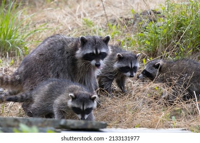 Raccoon Mother Babies Stock Photo 2133131977 | Shutterstock