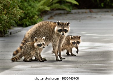 Raccoon Mother And Baby, Family