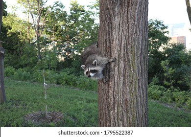 Raccoon In Mount Royal Park Montreal