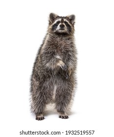 Raccoon auf Hinterbeinen, einzeln auf Weiß