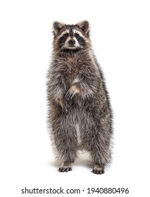 Raccoon on hind legs looking at the camera, isolated on white
