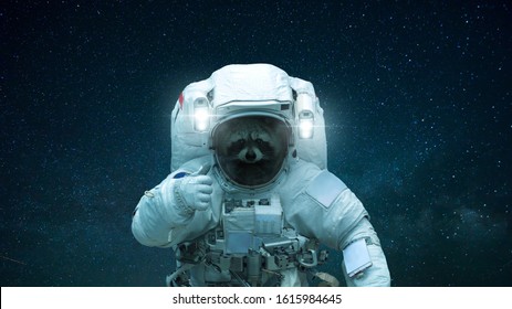 Raccoon In Open Space Shows Like. Space Animal In A Space Suit On A Background Of A Starry Sky. Concept