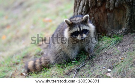 Raccoon in park in Montreal Canada