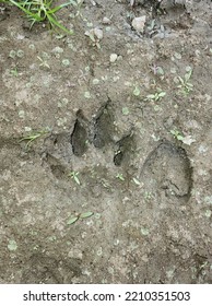 A Raccoon Paw Print Next To A Deer Paw Print